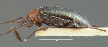 Media type: image; Entomology 18441   Aspect: habitus lateral view